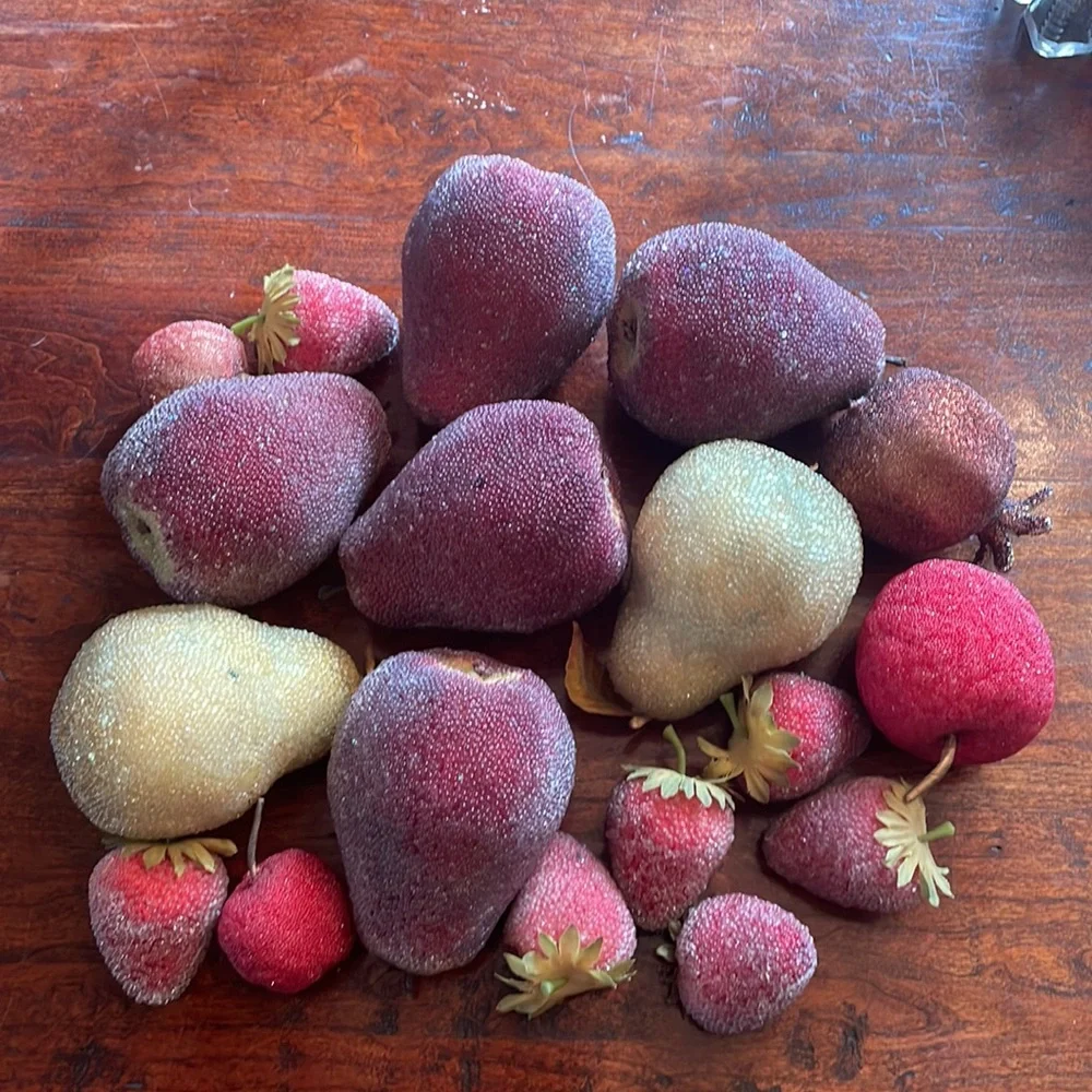 18 life size glitter covered fruit